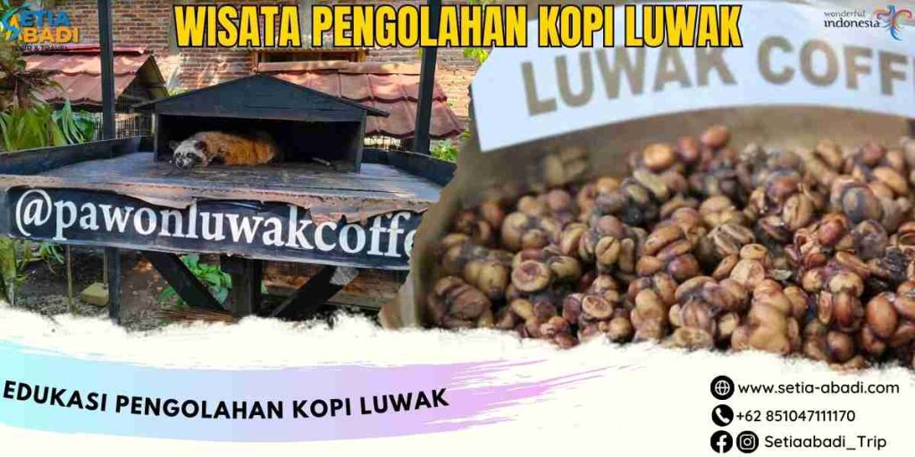 Wisata Pengolahan Kopi Luwak